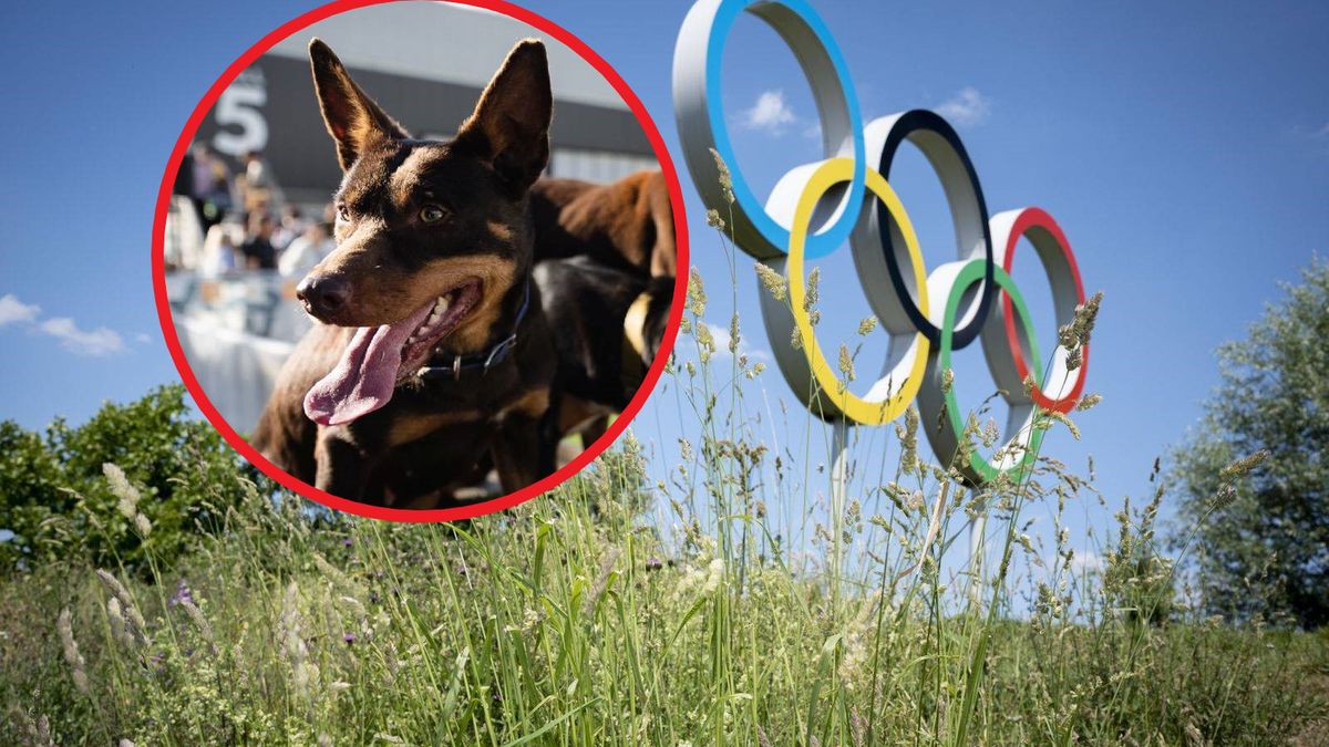 kółka olimpijskie oraz pies rasy Kelpie