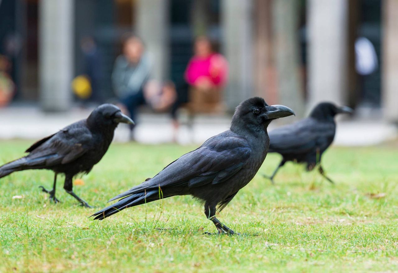 Dlaczego wrony mogą atakować ludzi? Ornitolog stawia sprawę jasno