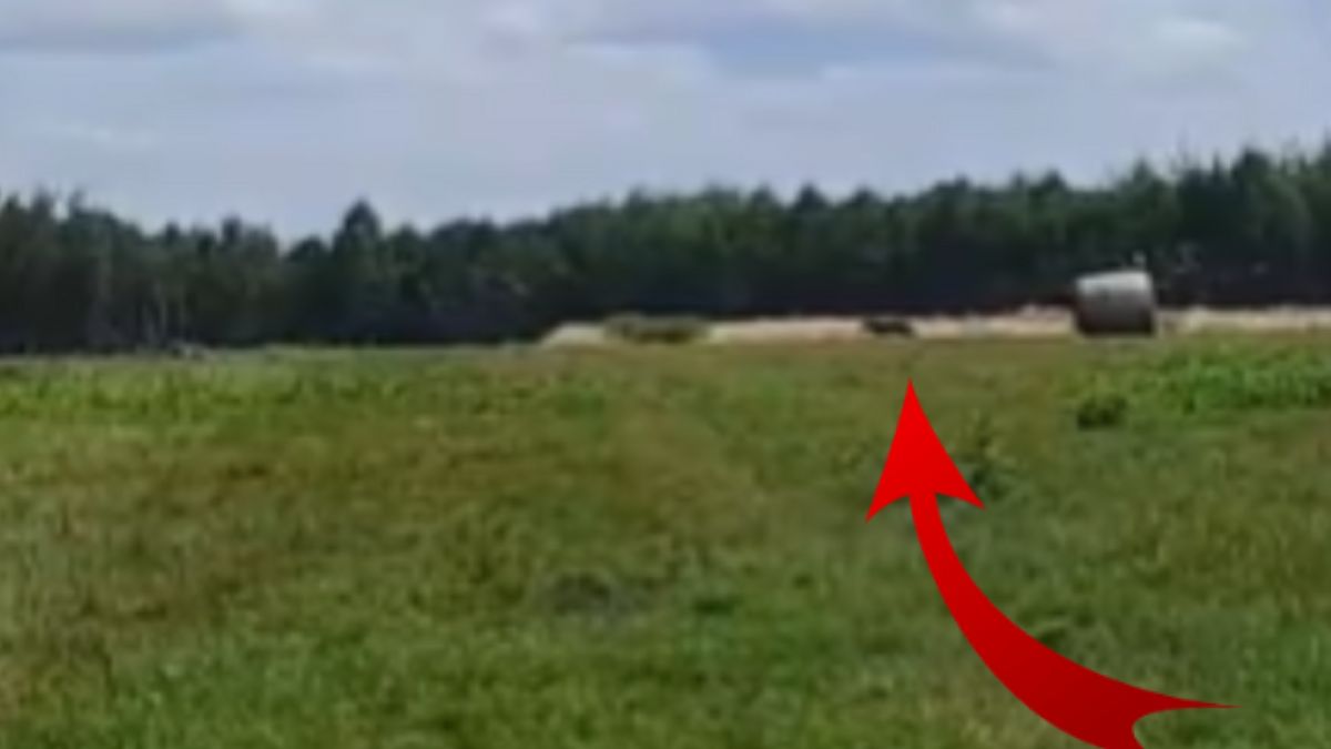 Wilk w pobliżu zabudowań. Leśnicy przypominają o bezpieczeństwie