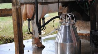 Ceny mleka lecą w dół. Rolnicy dostają prawie 20 proc. mniej niż rok temu