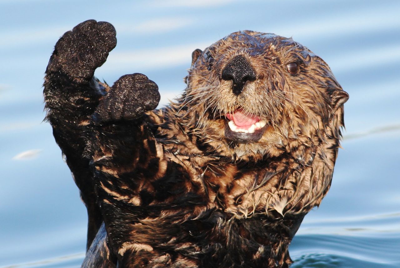 Polska „wydra” coraz lepsza. Oferuje znacznie więcej niż Microsoft Edge