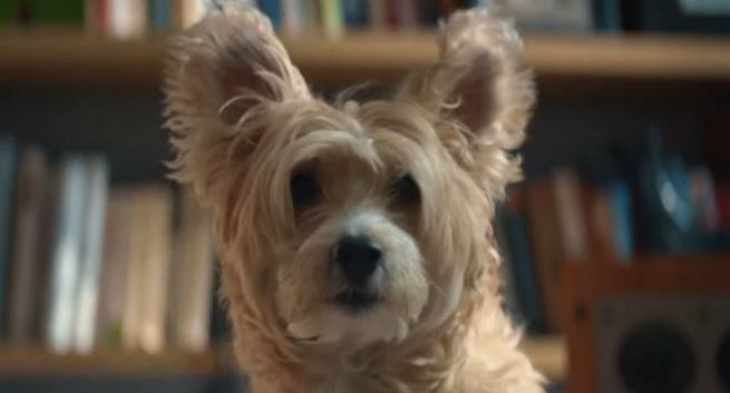 Psie rozmowy reklamują Canal+ online z Netflixem (wideo)