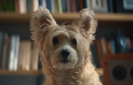 Psie rozmowy reklamują Canal+ online z Netflixem (wideo)