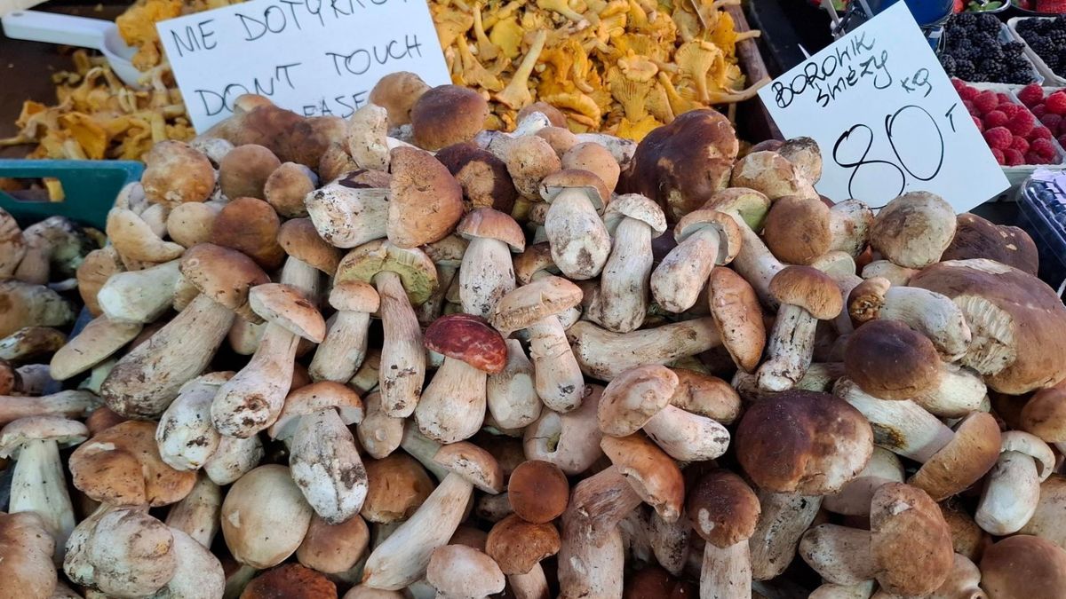 Ile trzeba zapłacić za kg popularnych grzybów?