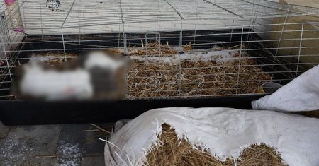 "Zamarznięte na tarasie" – 34-latek z gminy Mały Płock usłyszał zarzut znęcania się nad zwierzętami ze szczególnym okrucieństwem