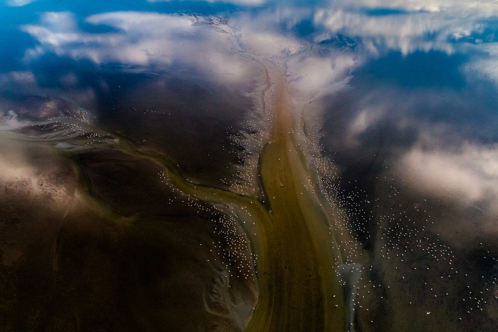 Bird Photography of the Year 2019: piękno ptaków w najlepszym wydaniu 2