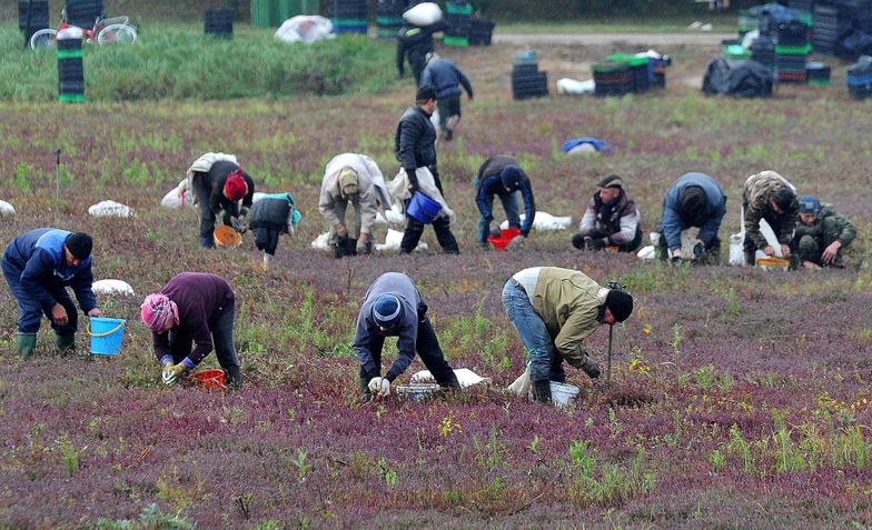 Pracodawca wkrótce będzie odporwadzał składki za pracowników sezonowych