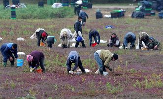 Pracownicy zatrudnieni przy zbiorach będą ubezpieczeni. "Nie takich zmian oczekiwaliśmy"