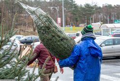 Kiedy ruszy sprzedaż choinek? Znamy terminy i ceny drzewek