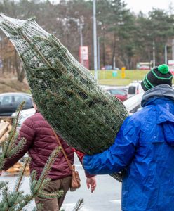 Kiedy ruszy sprzedaż choinek? Znamy terminy i ceny drzewek