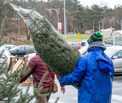 Kiedy ruszy sprzedaż choinek? Znamy terminy i ceny drzewek