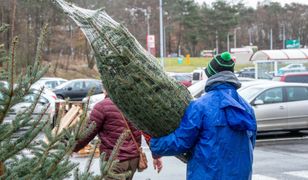 Kiedy ruszy sprzedaż choinek? Znamy terminy i ceny drzewek