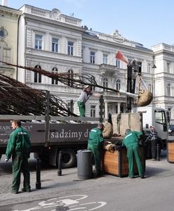 Nowe drzewa na Trakcie Królewskim