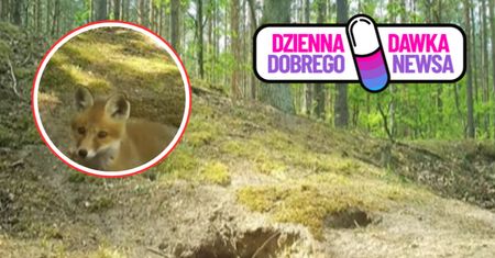 Postawili kamerę w lesie. Czegoś takiego nie widziałeś. Urocze