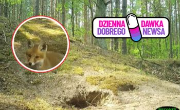 Postawili kamerę w lesie. Czegoś takiego nie widziałeś. Urocze