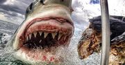 Zdjęcia rekina ludojada wykonane przez nauczycielkę hitem internetu
