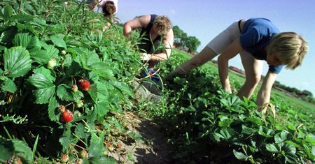 Nie ma chętnych do pracy. Plantatorzy rozkładają ręce i liczą, że owoce nie zgniją na polu