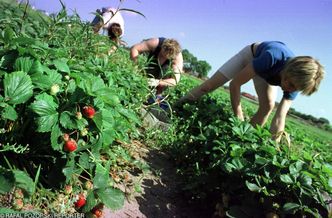 Nie ma chętnych do pracy. Plantatorzy rozkładają ręce i liczą, że owoce nie zgniją na polu