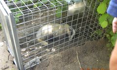 Mieli dość podkopów. Do akcji wkroczyli strażnicy miejscy