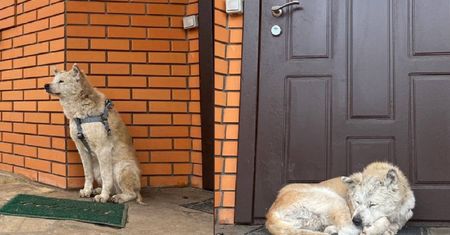 Zamordowali ją Rosjanie. Niesamowite, co zrobił jej pies