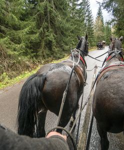 Tatry. Konie z Morskiego Oka zostaną przebadane