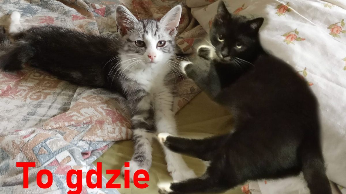 Internationa Cat Day