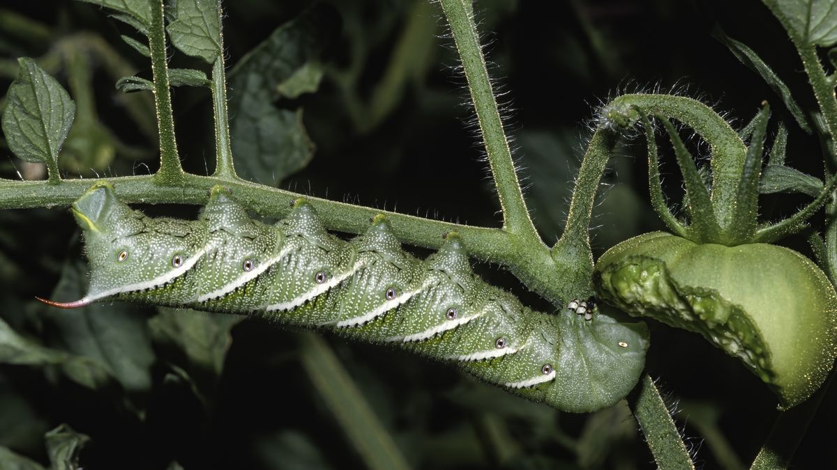 Manduca sexta is a moth of the family Sphingidae present through much of the Americas. Carolina sphinx moth and the tobacco hawk moth (as adults) and the tobacco hornworm and the Goliath worm (as larvae). Photography. Santa Rosa, California.
Manduca sexta is a moth of the family Sphingidae present through much of the Americas. Carolina sphinx moth and the tobacco hawk moth (as adults) and the tobacco hornworm and the Goliath worm (as larvae). Photography. Santa Rosa, California.
Gerald  Corsi
carolina sphinx moth, entomology, manduca sexta, segmented body, goliath worm, native, tobacco hawk moth