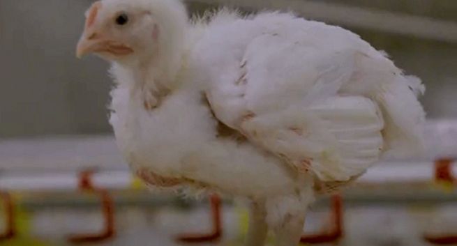 KFC oskarżane o mylące przedstawienie warunków na fermie kurcząt. Film przygotował influencer