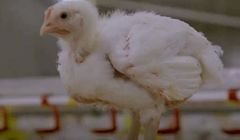 KFC oskarżane o mylące przedstawienie warunków na fermie kurcząt. Film przygotował influencer
