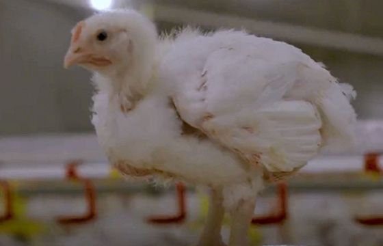 KFC oskarżane o mylące przedstawienie warunków na fermie kurcząt. Film przygotował influencer