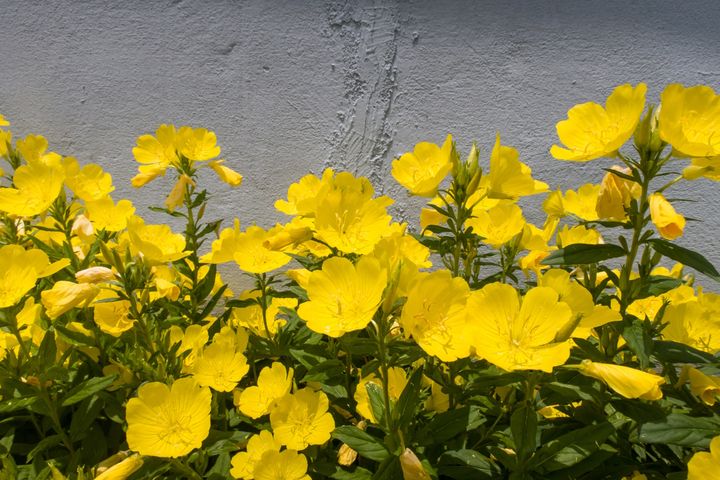Wiesiołek dwuletni ma żółte kwiaty o charakterystycznym kształcie