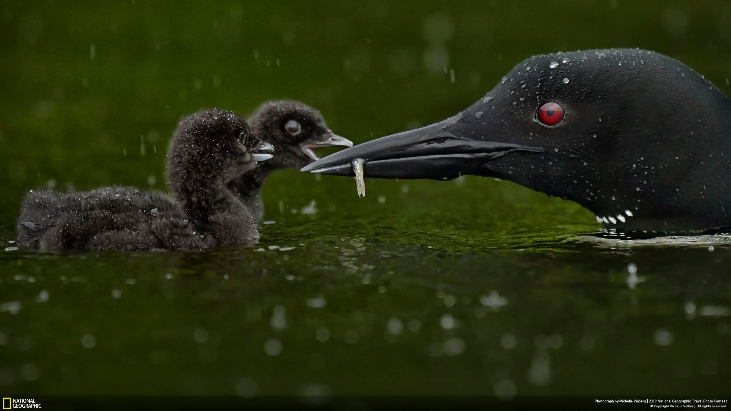 Niesamowite zdjęcia finalistów National Geographic Travel Contest 2019 17