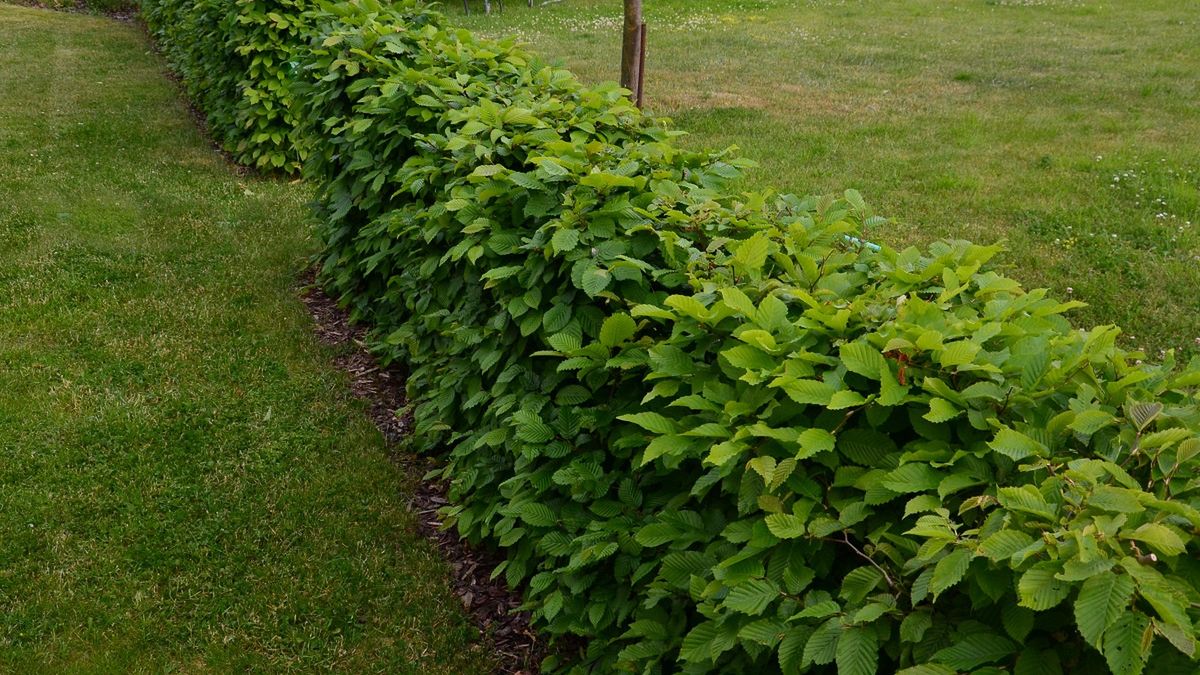 Żywopłot modułowy od ręki ma docelową wysokość.