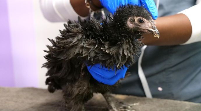 Z życia weterynarzy