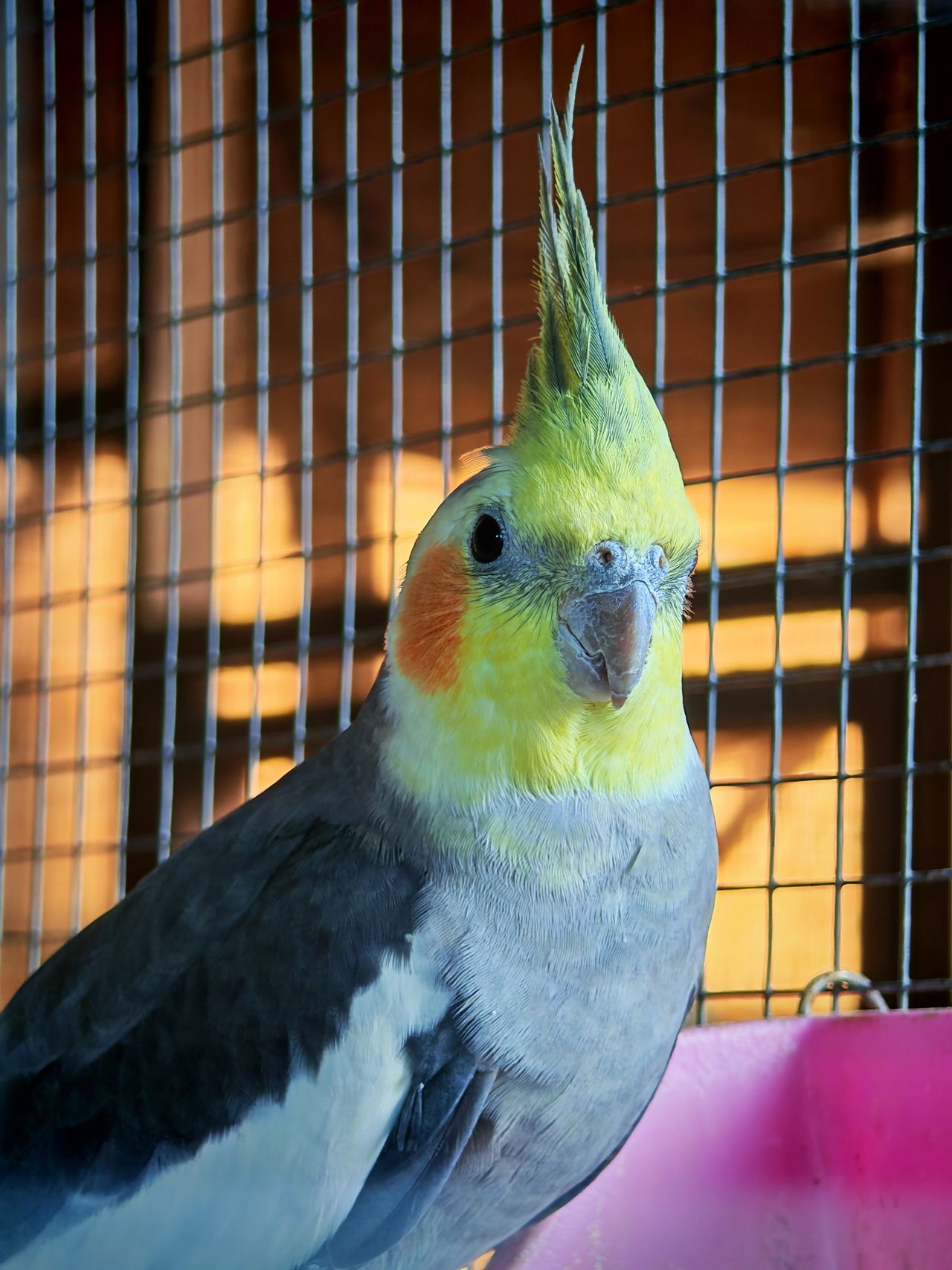 Obraz