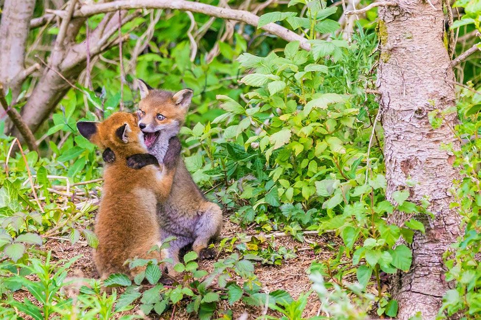 Najzabawniejsze zdjęcia finalistów The Comedy Wildlife Photography Awards 2017 27