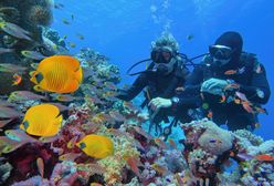 Bajeczne rafy koralowe u wybrzeży Egiptu. Jest sposób na ich podziwianie bez wchodzenia do wody