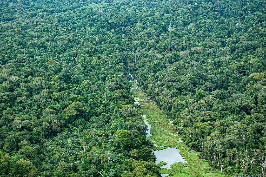 wiadomości,aktualności,WP Wiadomości Brazylia ogranicza wycinkę Amazonii. To najlepszy wynik od dekady