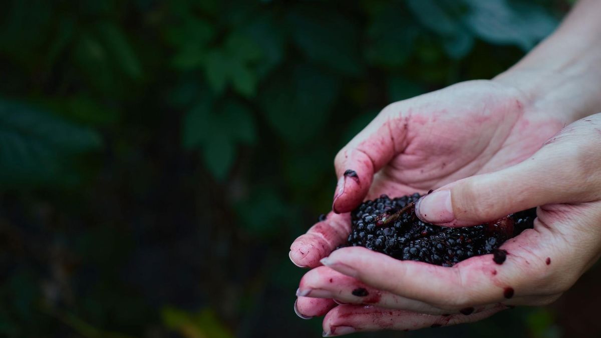 Jeżyny - owoce pełne antyoksydantów, które warto mieć w diecie