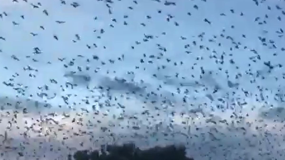 Tysiące nietoperzy terroryzują mieszkańców