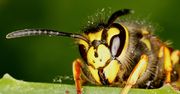 Odkryto sekret jadu os. Inaczej działa na bezkręgowce, inaczej na ssaki