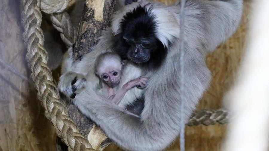 Nowourodzony gibbon.