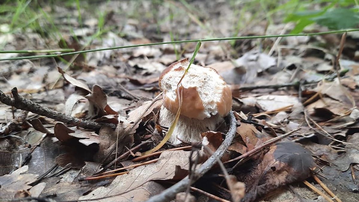 Leśnicy pokazali jak zmieniał się grzyb na przestrzeni tygodnia