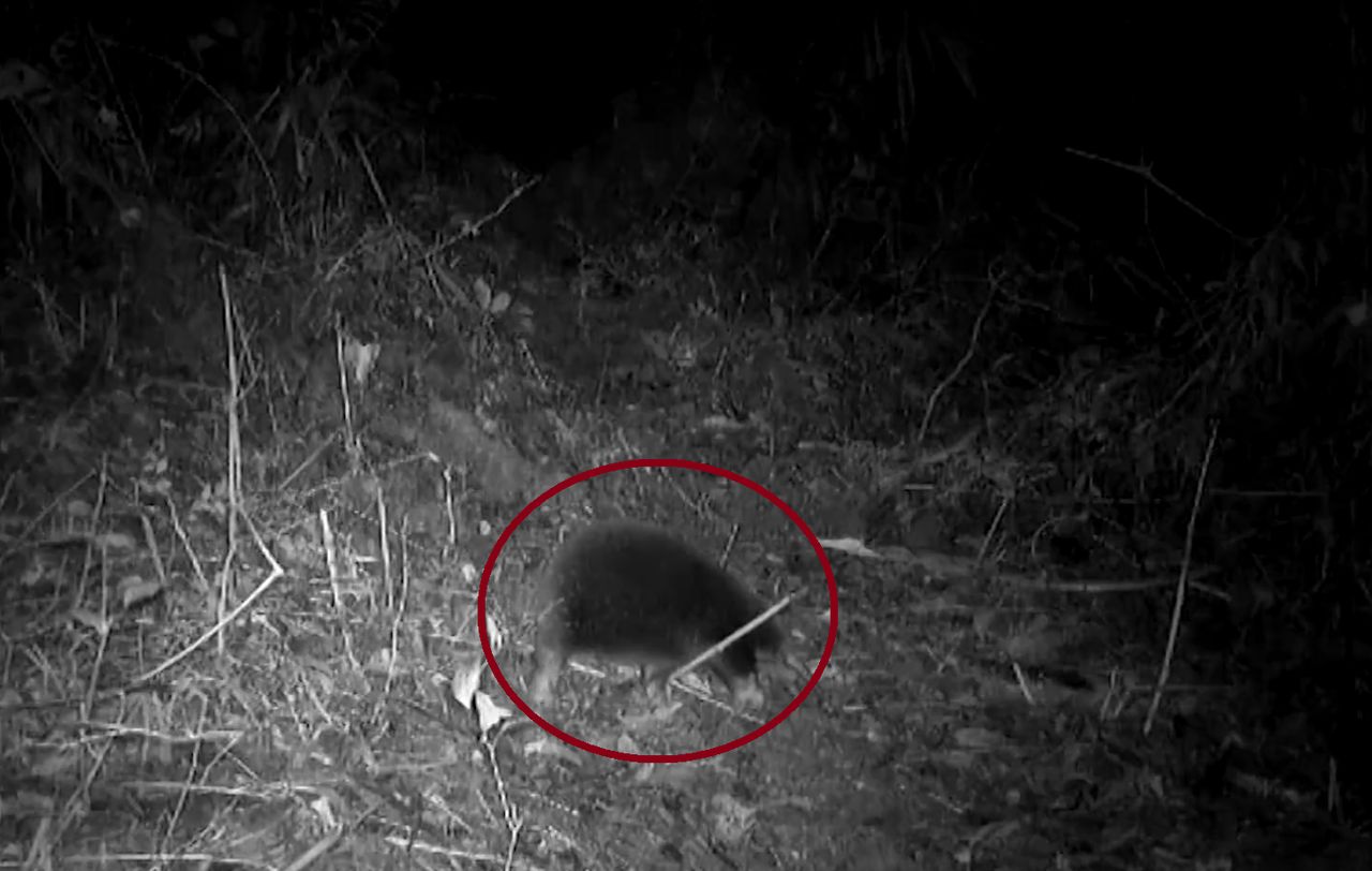 After 60 years, an unusual hedgehog was noticed.