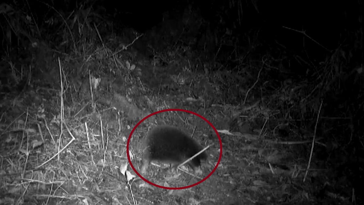 Po 60 latach zauważono niezwykłą kolczatkę.