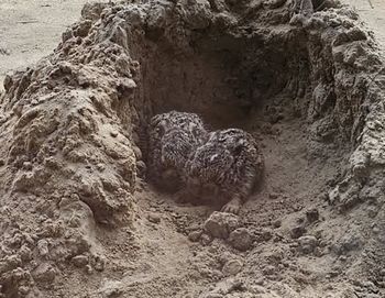 Pod żadnym pozorem nie dotykaj. "Najlepiej oddalić się"