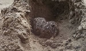 Pod żadnym pozorem nie dotykaj. "Najlepiej oddalić się"