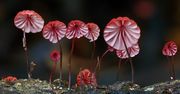 Magiczny świat australijskich grzybków sfotografowany przez Steve'a Axforda