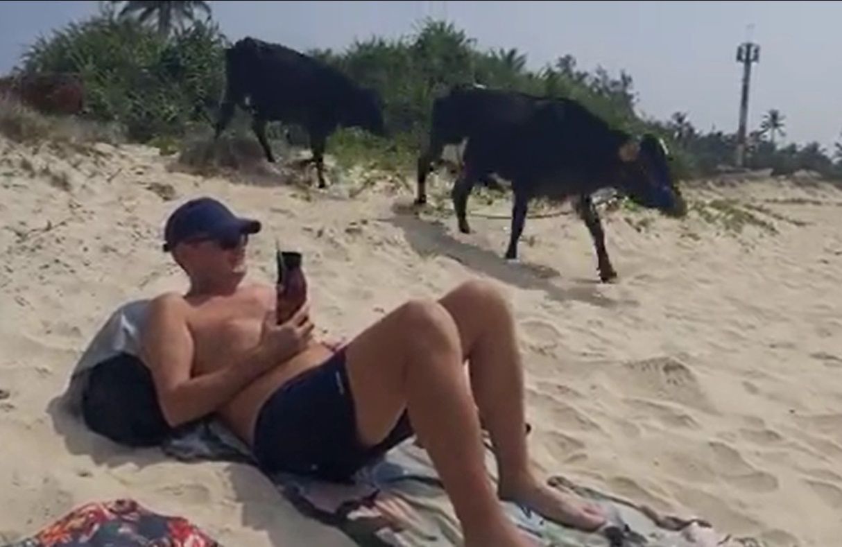 Krowy na plaży? W Polsce to nie do pomyślenia