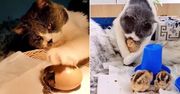 Kotka okryła ciałem i wysiadywała jajka. Gdy wykluły się pisklęta, zadziała się magia